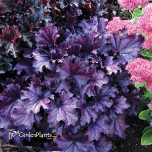 'Forever Purple'  Coral Bell