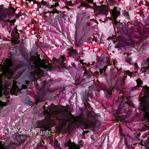 'Forever Purple'  Coral Bell