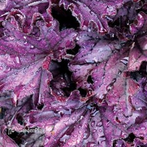 'Forever Purple'  Coral Bell