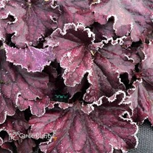 'Forever Purple'  Coral Bell