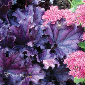 'Forever Purple'  Coral Bell