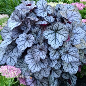'Glitter' Heuchera Coral Bells