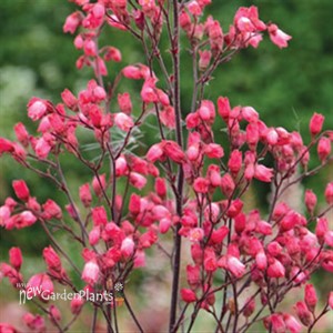 'Glitter' Heuchera Coral Bells