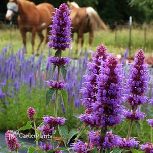 'Blue Boa'  Hyssop