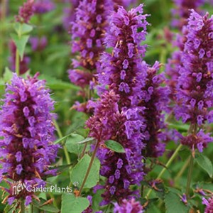 'Blue Boa'  Hyssop