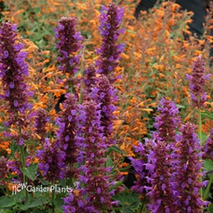 'Blue Boa'  Hyssop
