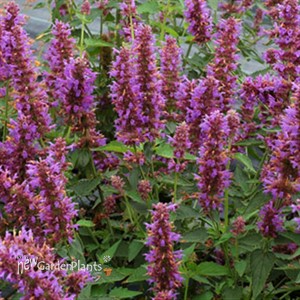 'Blue Boa'  Hyssop