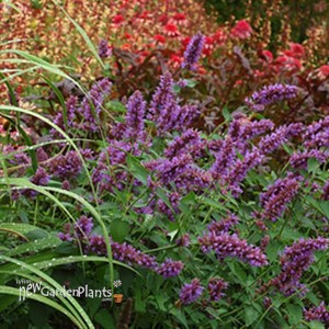 'Blue Boa'  Hyssop