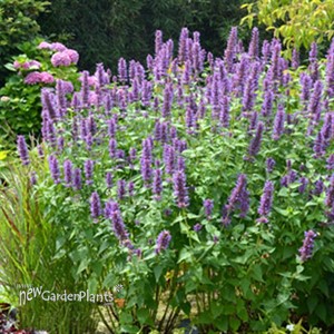 'Blue Boa'  Hyssop