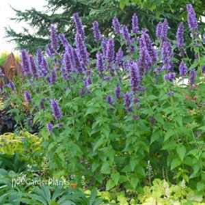 'Blue Boa'  Hyssop