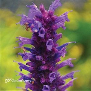 'Blue Boa'  Hyssop