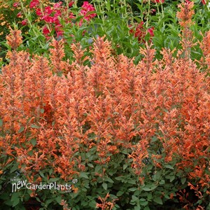 'Kudos™ Mandarin'  Hummingbird Mint