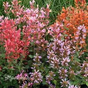 'Kudos™ Mandarin'  Hummingbird Mint