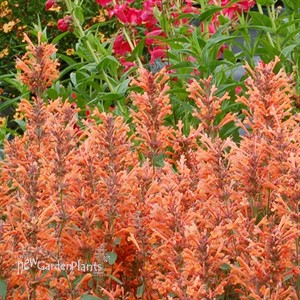 'Kudos™ Mandarin'  Hummingbird Mint