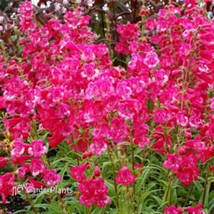 Cha Cha™ 'Hot Pink' Series Bearded Tongue