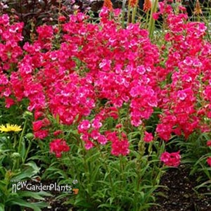 Cha Cha™ 'Hot Pink' Series Bearded Tongue