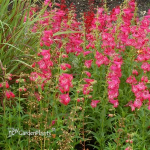 Cha Cha™ 'Hot Pink' Series Bearded Tongue