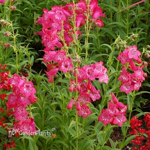 Cha Cha™ 'Hot Pink' Series Bearded Tongue