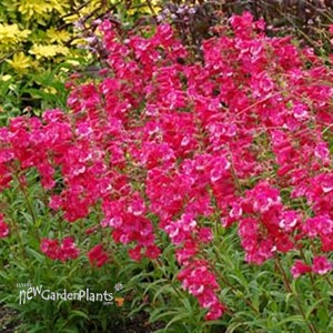 Cha Cha™ 'Hot Pink' Series Bearded Tongue