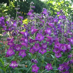 'Cha Cha™ Purple'  Beard Tongue