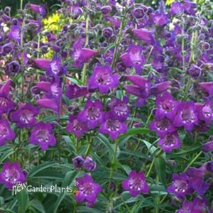 'Cha Cha™ Purple'  Beard Tongue