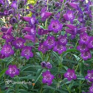 'Cha Cha™ Purple'  Beard Tongue