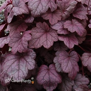 'Grape Soda™' Coral Bells