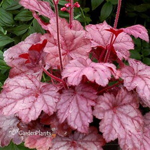 'Grape Soda™' Coral Bells