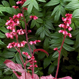 'Grape Soda™' Coral Bells