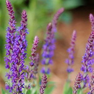 'East Friesland' Meadow Sage