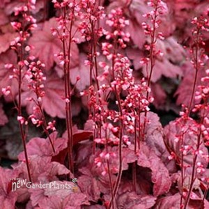 'Grape Soda™' Coral Bells