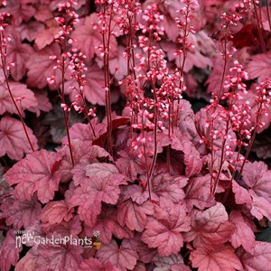 'Grape Soda™' Coral Bells