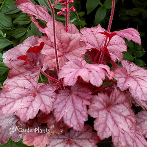 'Grape Soda™' Coral Bells