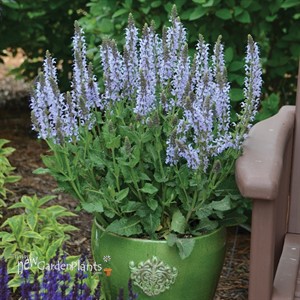 Salvia n. 'Crystal Blue' PPAF