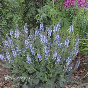 Salvia n. 'Crystal Blue' PPAF