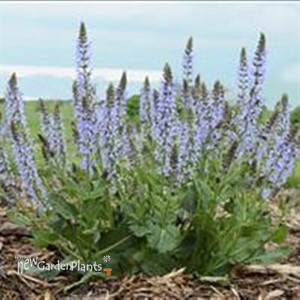 Salvia n. 'Crystal Blue' PPAF