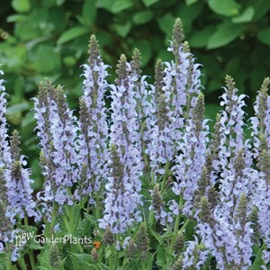 Salvia n. 'Crystal Blue' PPAF