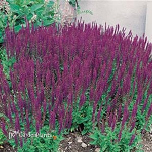 'East Friesland' Meadow Sage