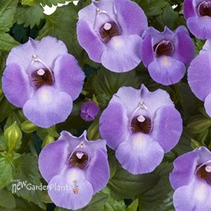 'Blue Moon' Wishbone Flower