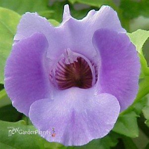 'Blue Moon' Wishbone Flower