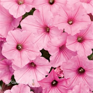 'Vista Bubblegum' PW