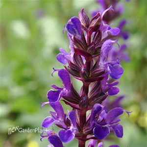 'Caradonna' Salvia - Perennial