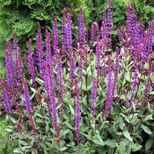 'Caradonna' Salvia - Perennial