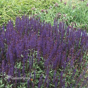 'Caradonna' Salvia - Perennial