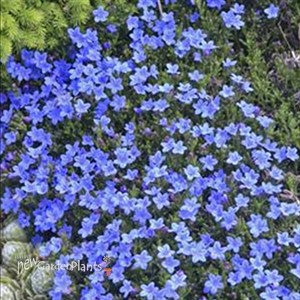 Graceward STAR FLOWER