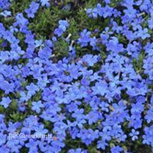 Graceward STAR FLOWER