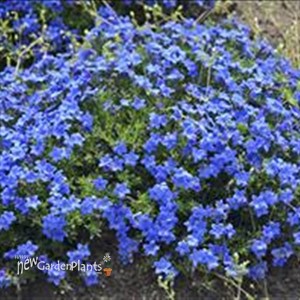 Graceward STAR FLOWER