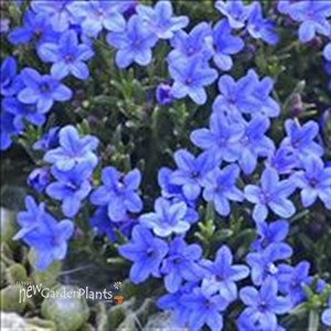 Graceward STAR FLOWER