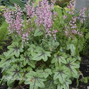 'Pink Fizz' Heucherella