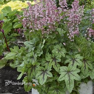 'Pink Fizz' Heucherella